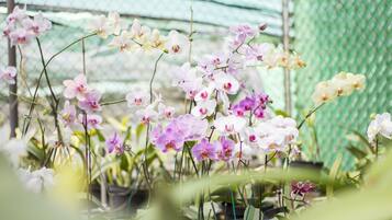 A greenhouse with orchids in pots.