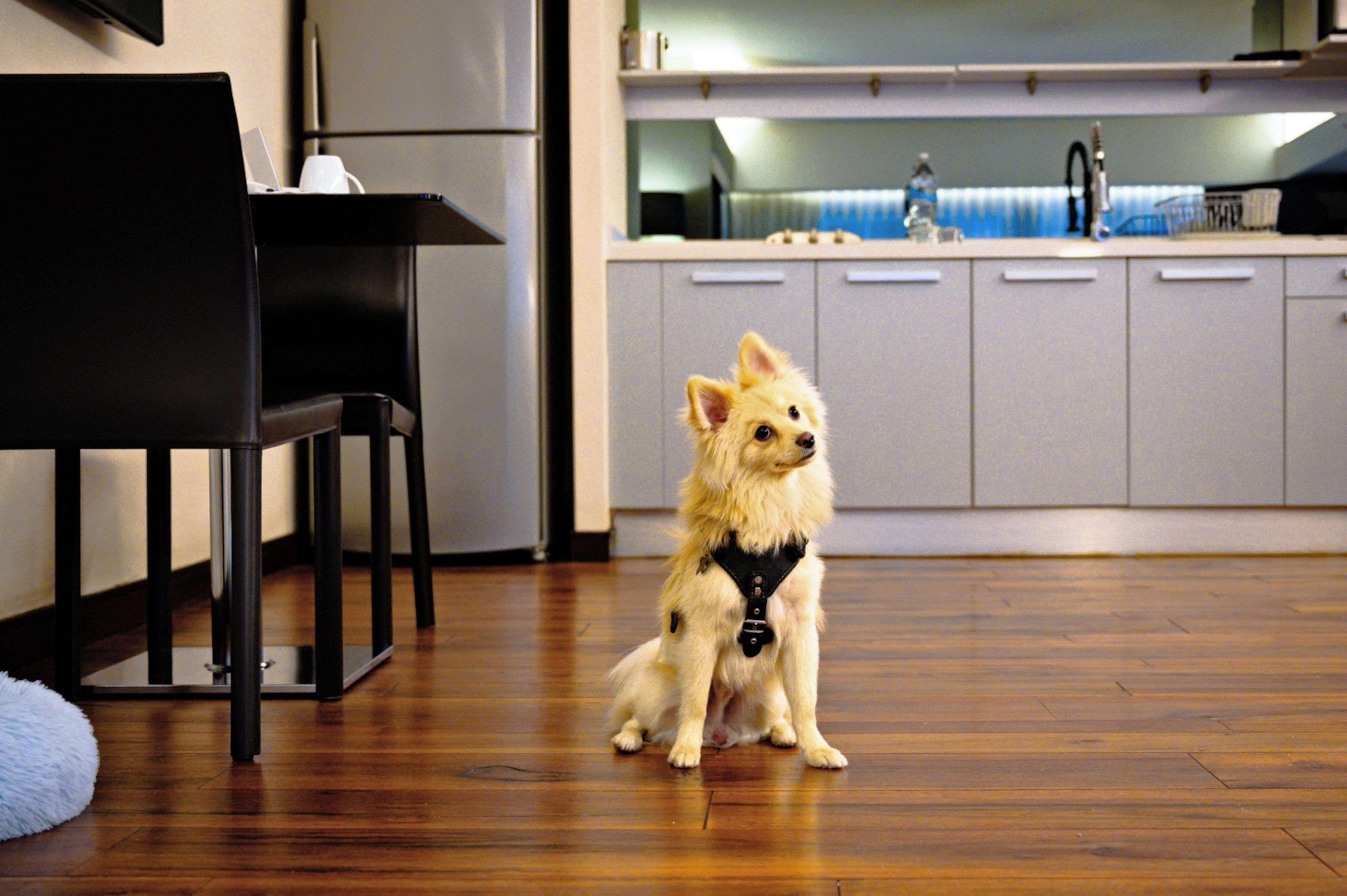 A small dog sitting on a wooden floor in a room with a kitchen area, a dining table, and a black chair.