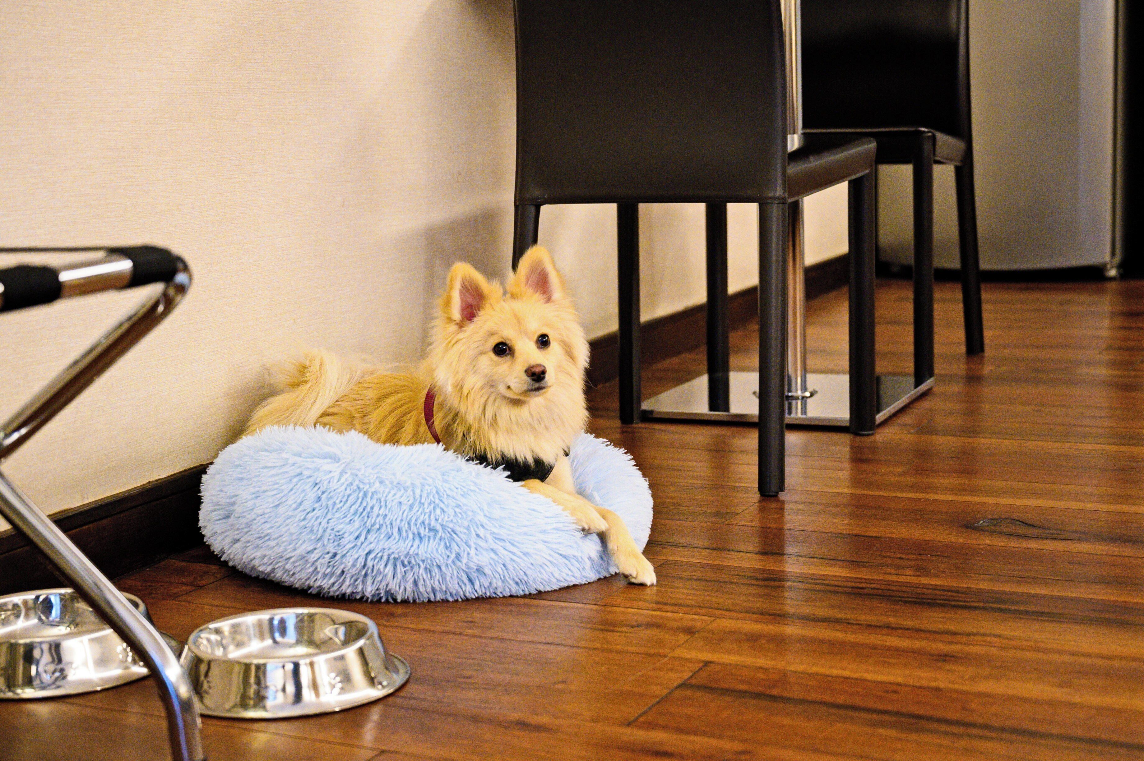 Un perro descansando sobre una cama azul para mascotas con cuencos metálicos de comida a un lado, en una habitación con piso de madera y una silla negra.