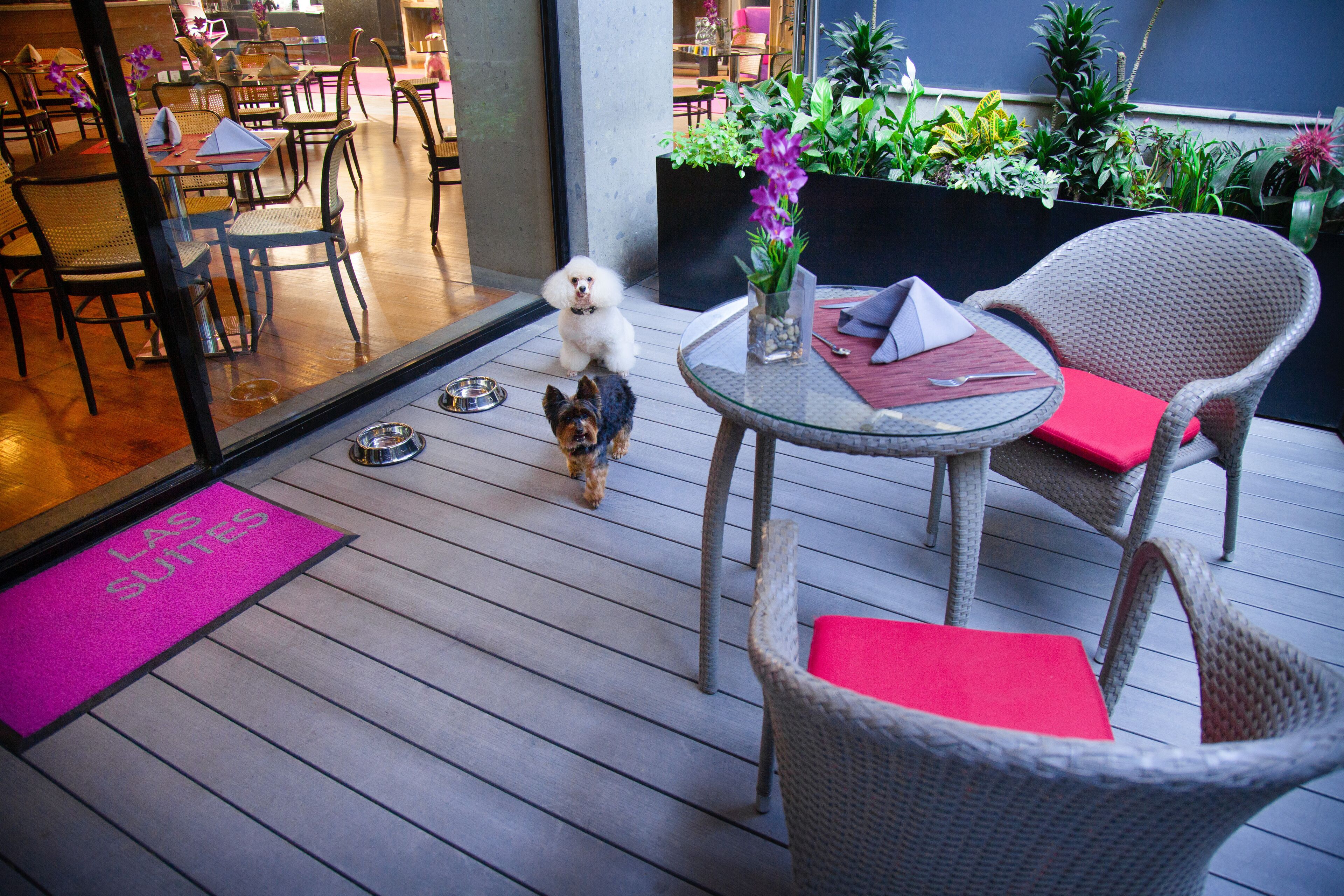 Eine Terrasse mit Korbstühlen, einem kleinen runden Tisch und einer Hundeschüssel auf dem Boden.