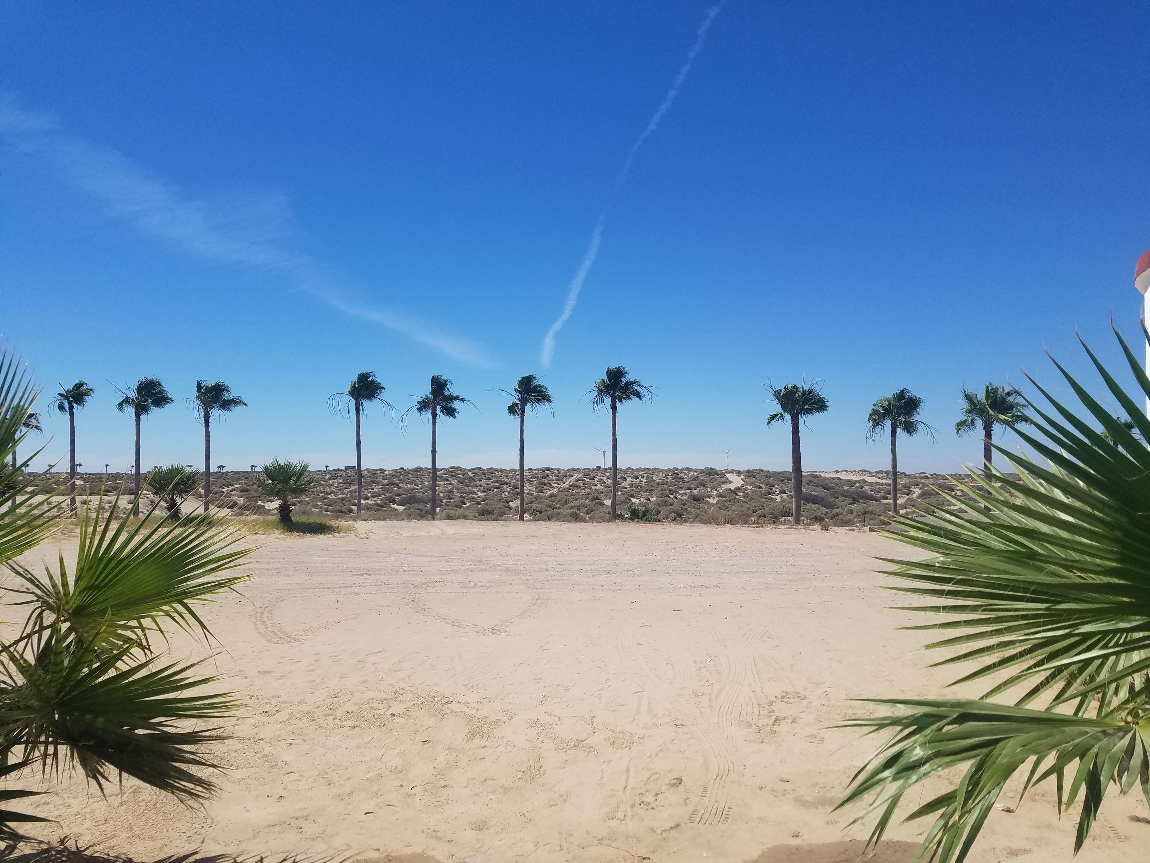 Un paysage désertique avec des palmiers et un ciel dégagé.