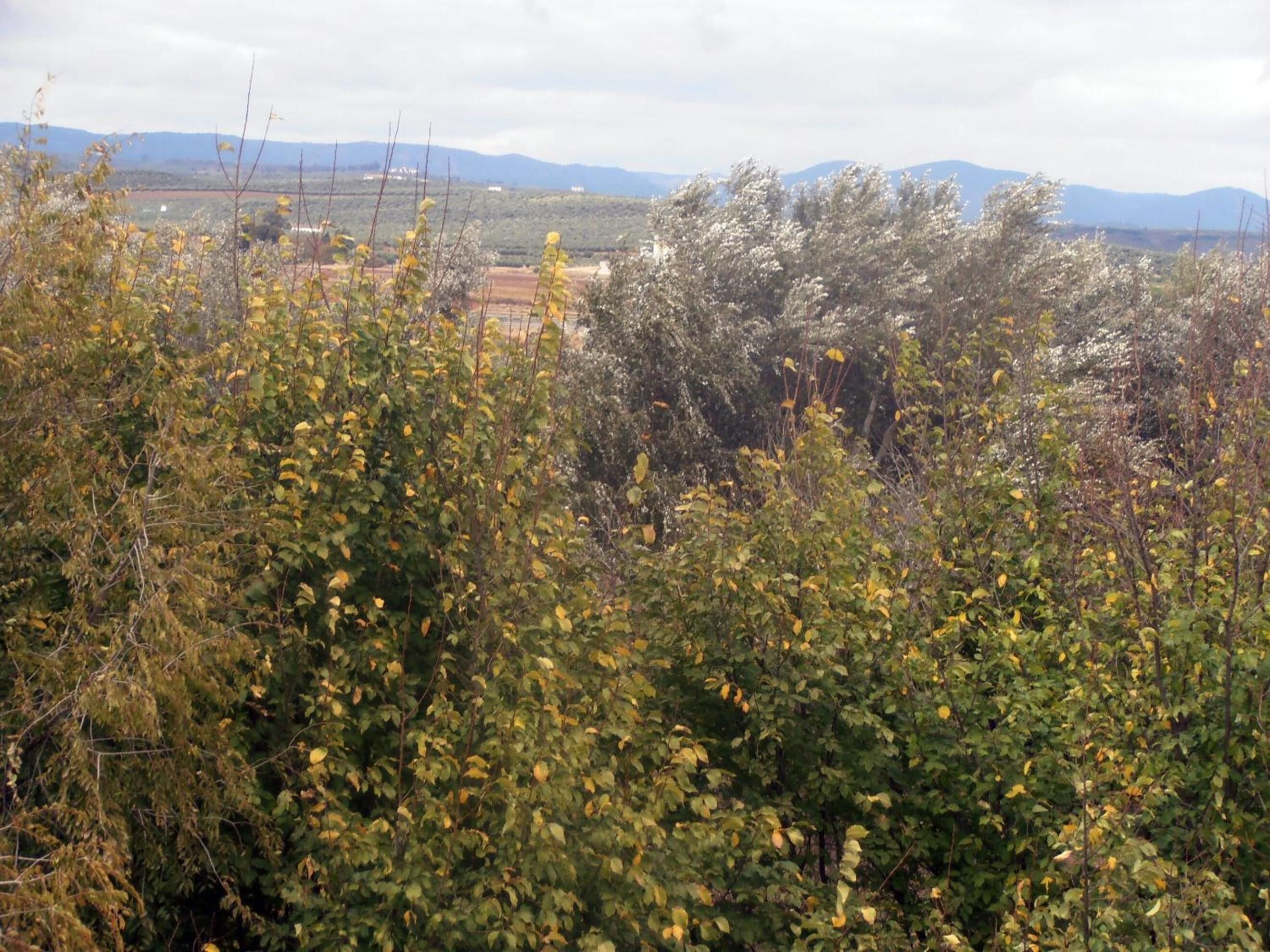 Paisaje natural con vegetación densa y montañas lejanas.