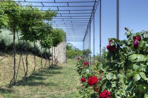 Garden - Agallis Corfu Village Residence (Corfu)