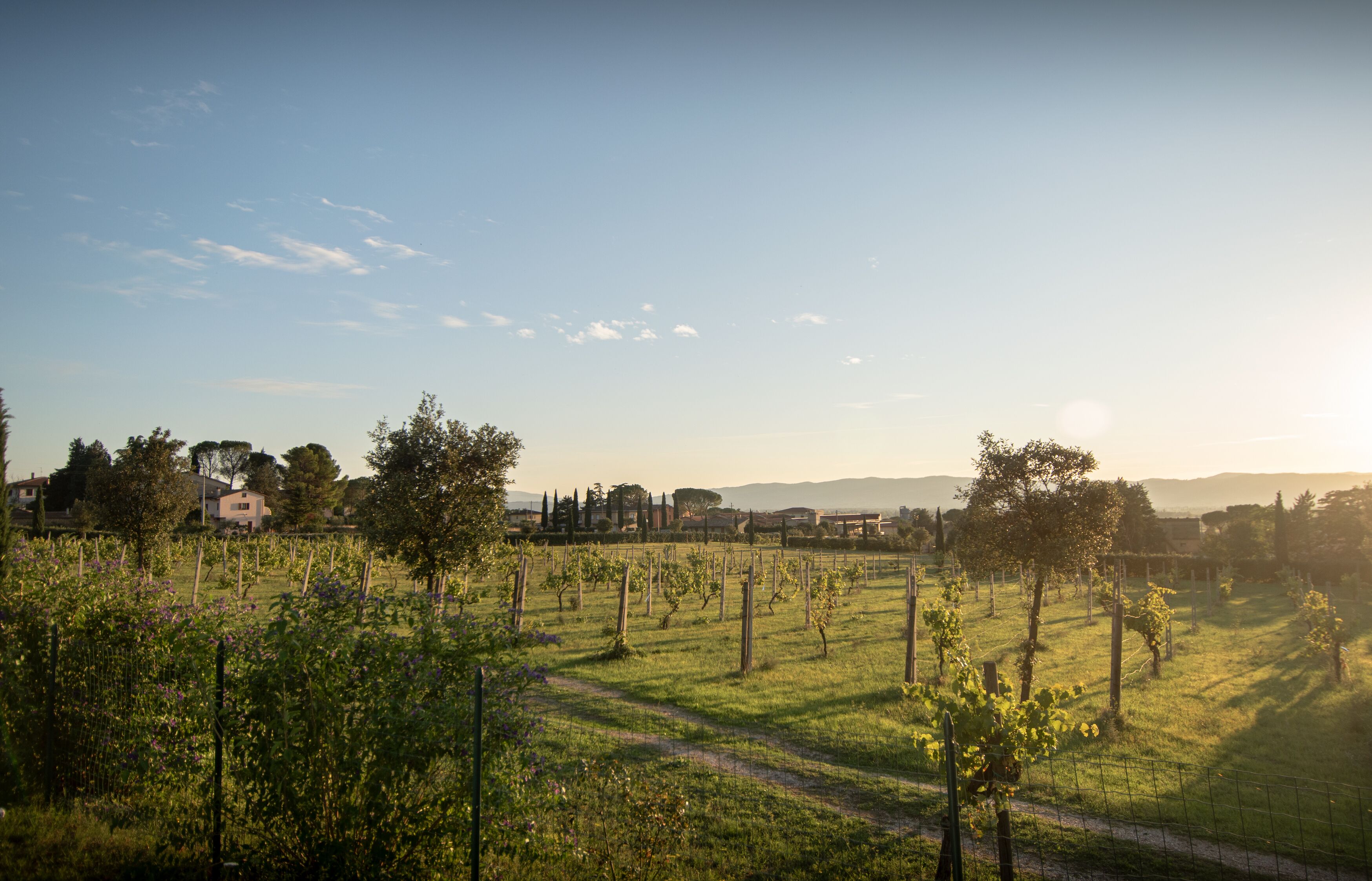 Un vignoble avec des rangées de vignes et un sentier qui le traverse.