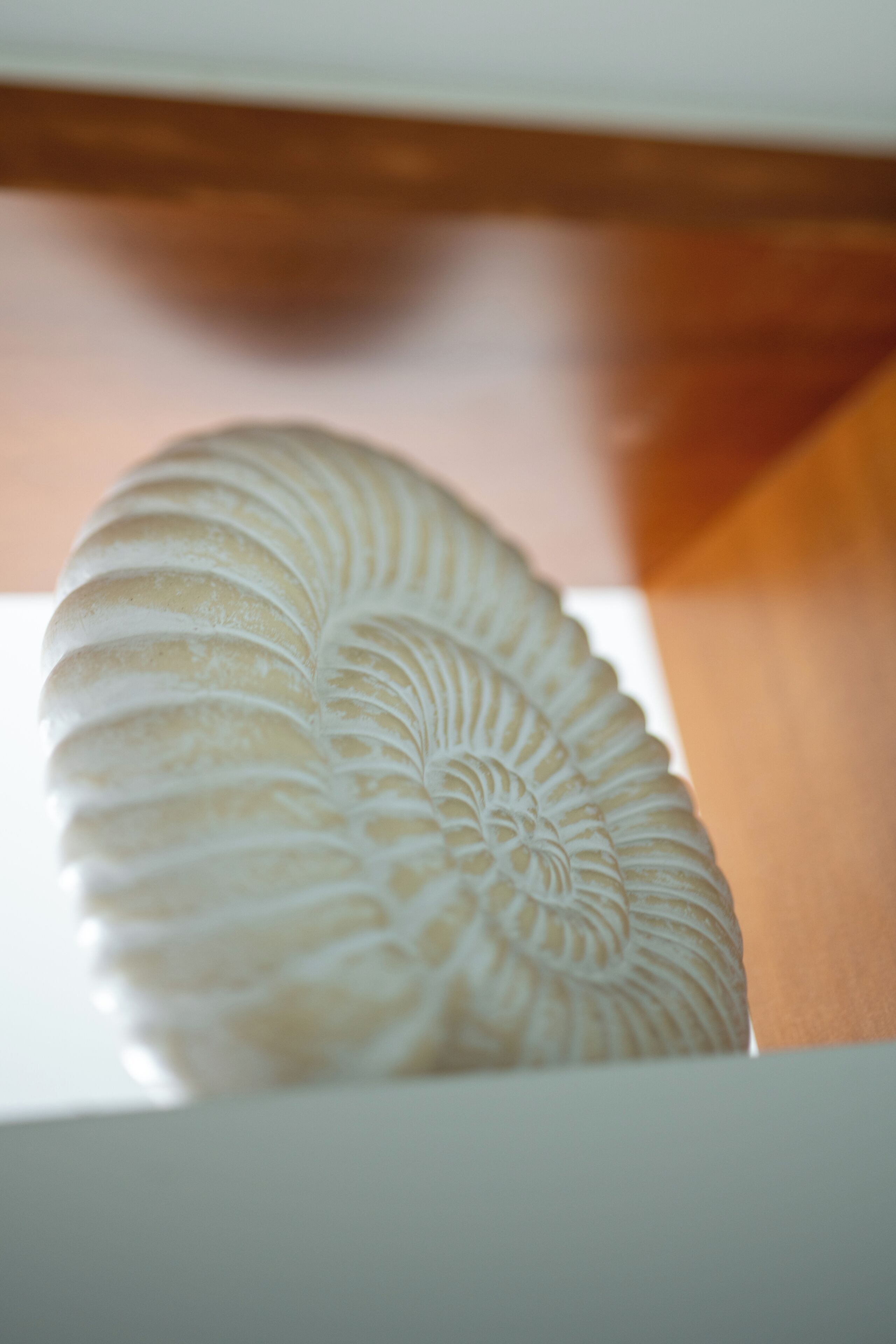 A close-up of a fossil with intricate patterns, likely a ammonite, on a white surface.
