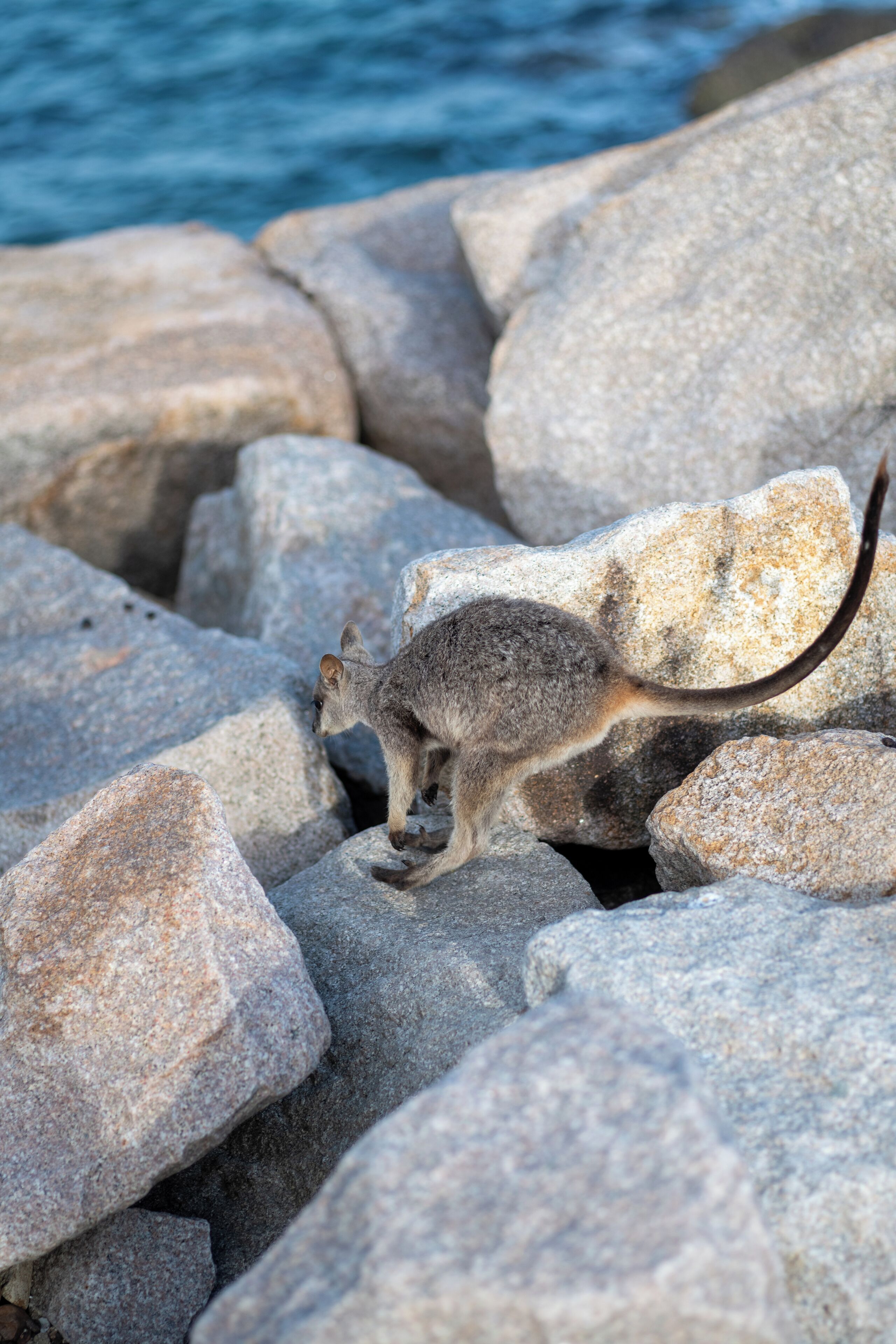 A kangaroo on rocky terrain.