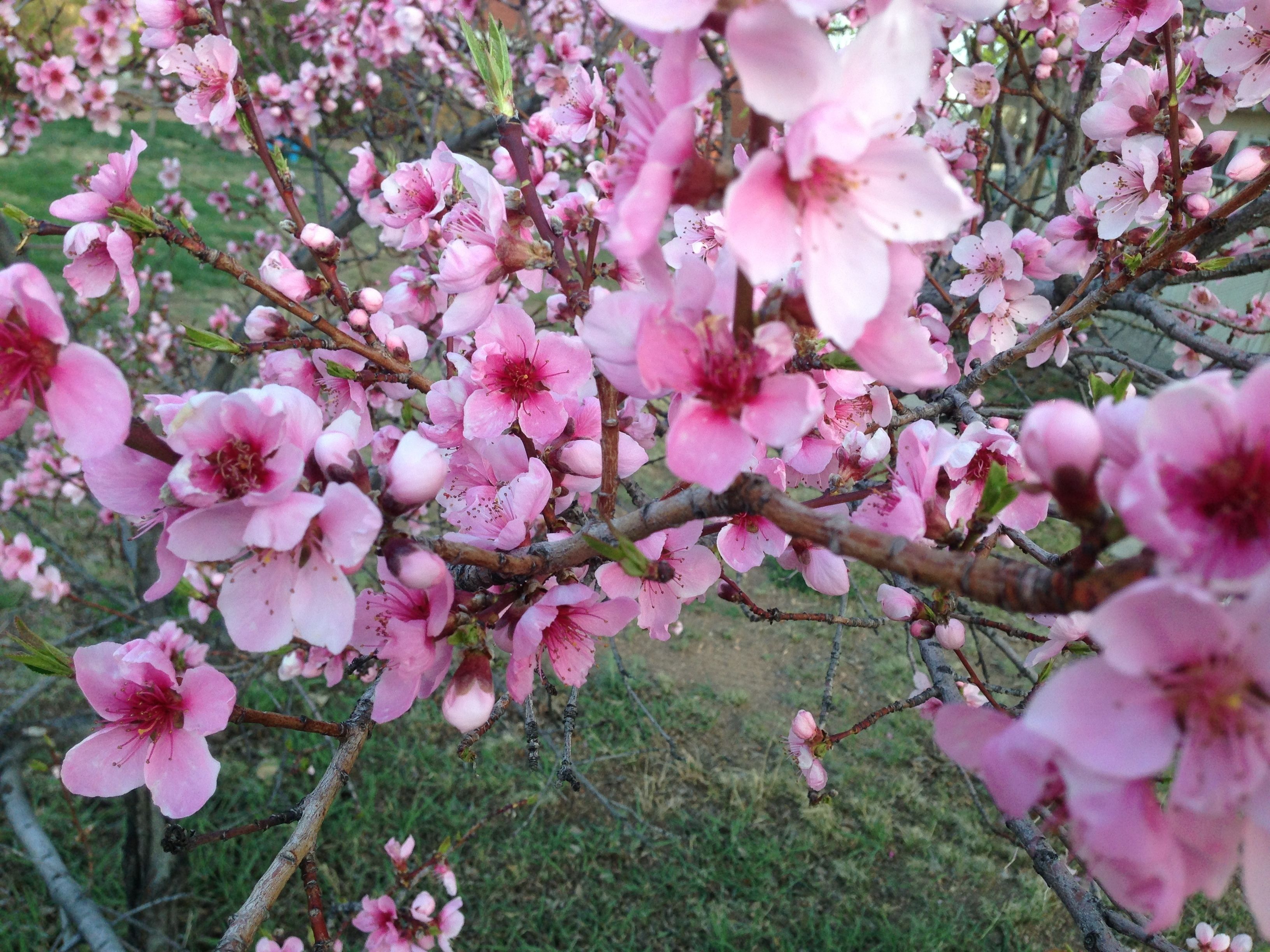A tree with pink blossoms.