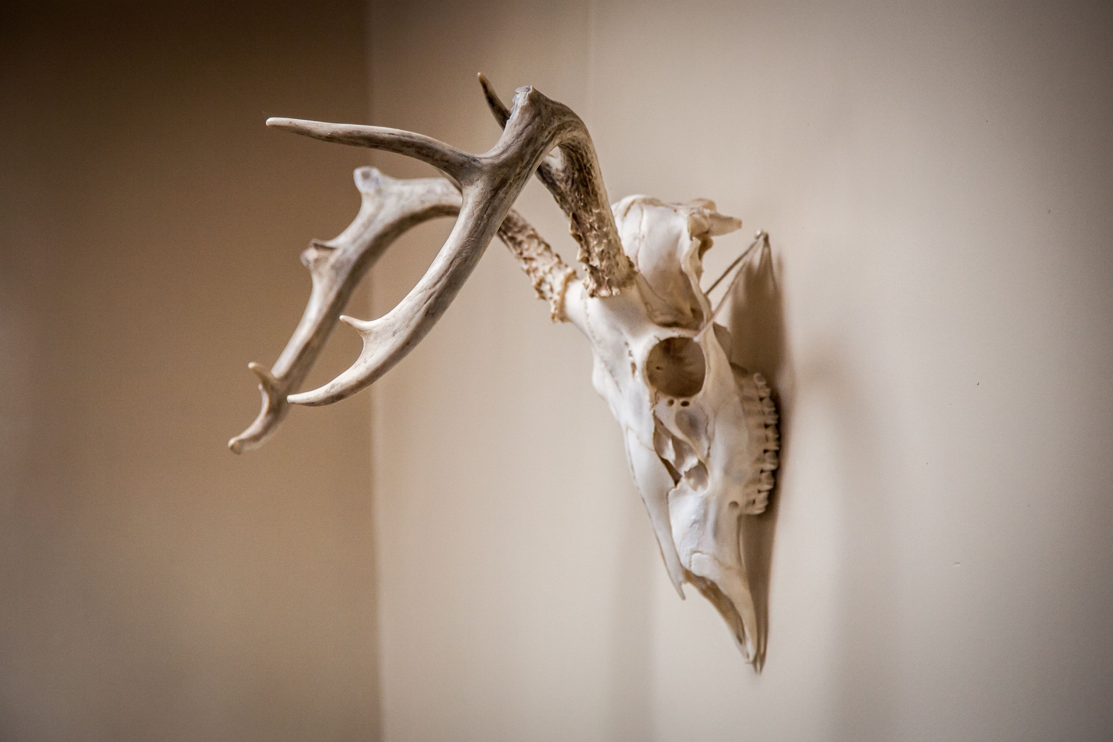 A mounted animal skull with antlers, likely a deer or elk, against a plain wall.