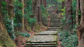 A stone staircase in a forested area surrounded by tall trees.