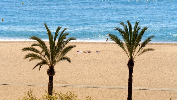 A beach with palm trees and a clear blue sea.