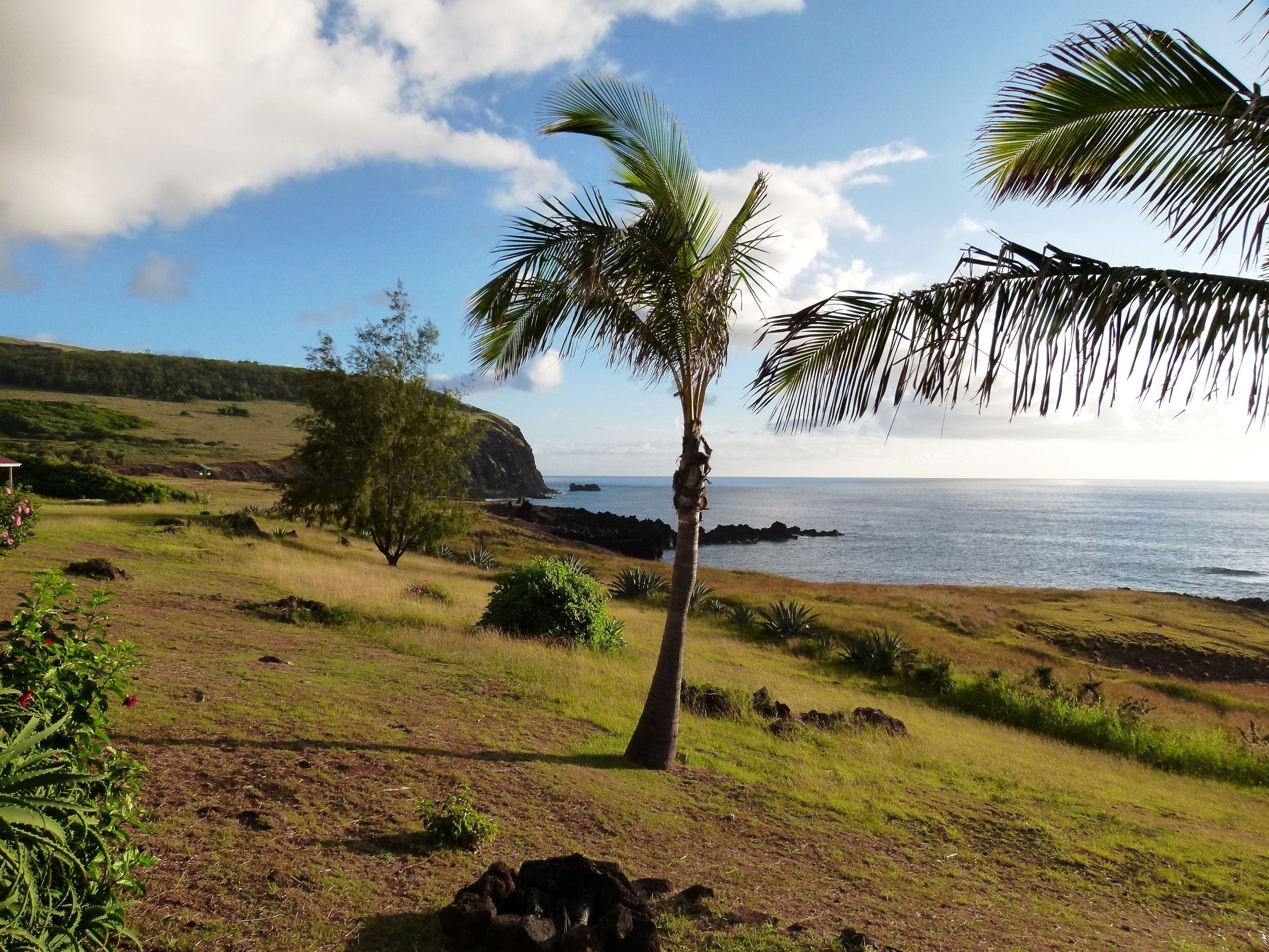 Paisaje costero con una palmera, terreno cubierto de hierba y vista al océano.