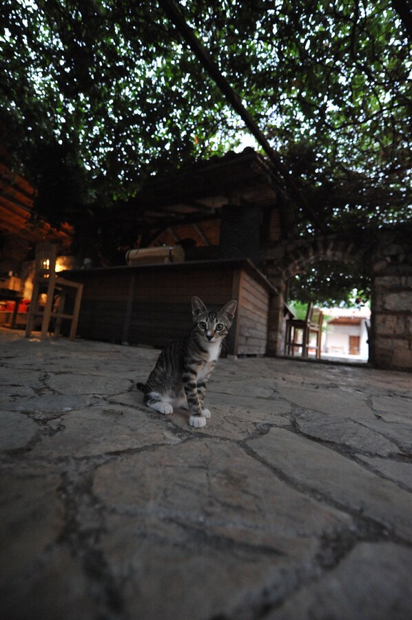 Un gato sentado sobre un suelo de piedra con una estructura de madera y un árbol al fondo.