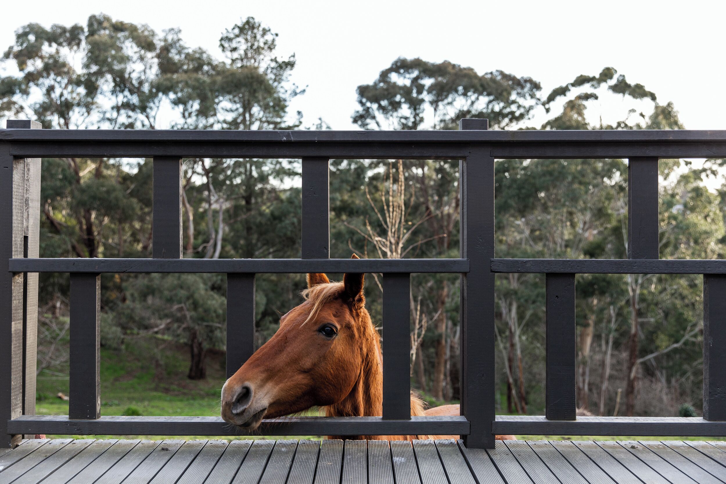 A horse behind a wooden fence with a forest in the background.