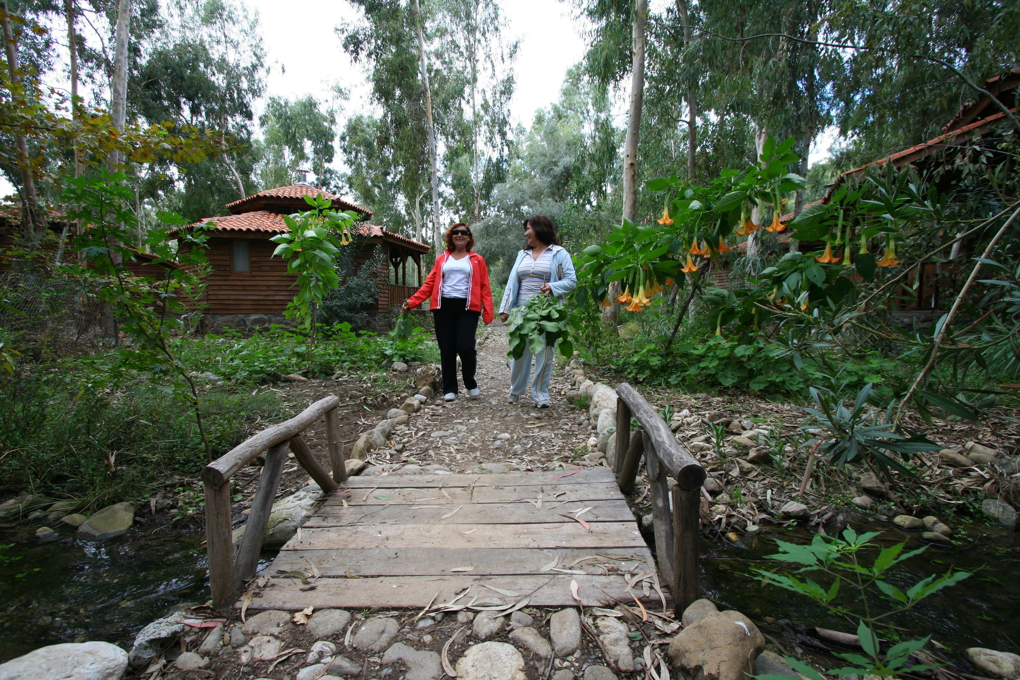 Un puente de madera que conduce a una cabaña rústica rodeada de un bosque denso.