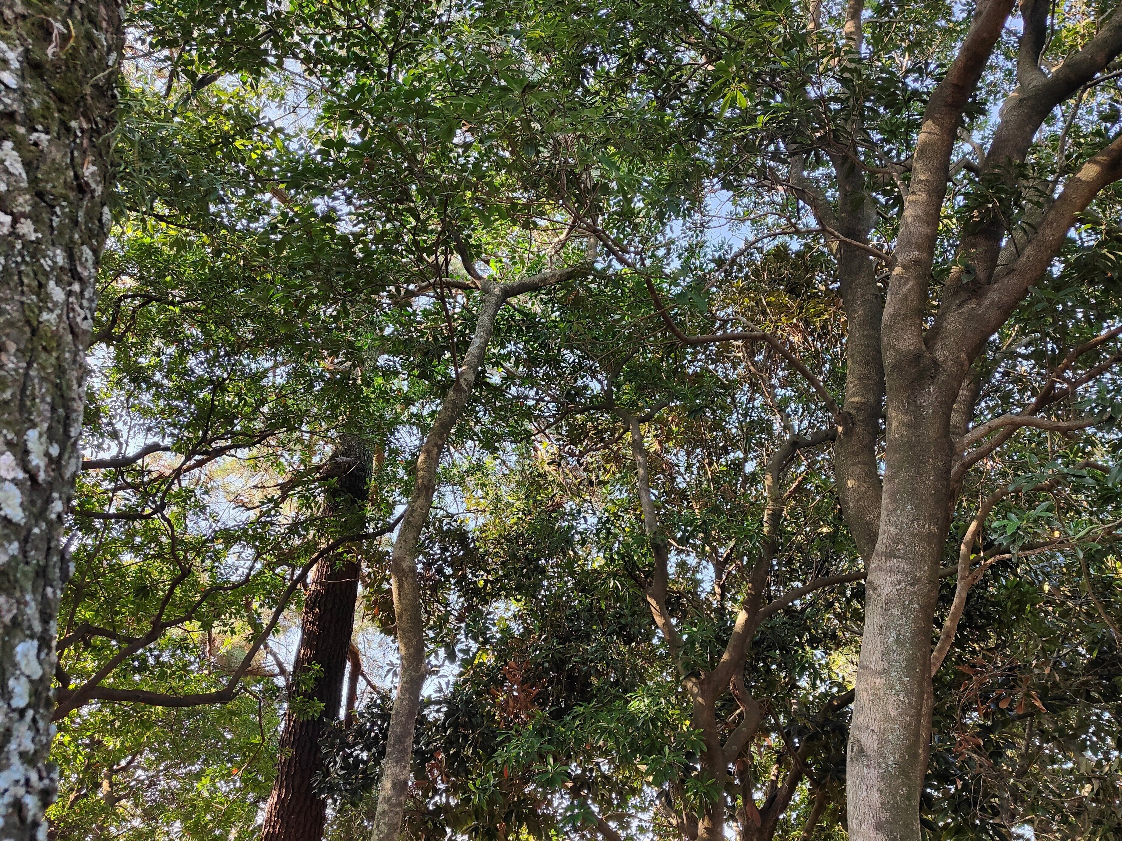 Photo - Heiwadai Hotel Otemon