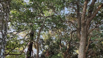 A dense forest with tall trees and thick foliage.
