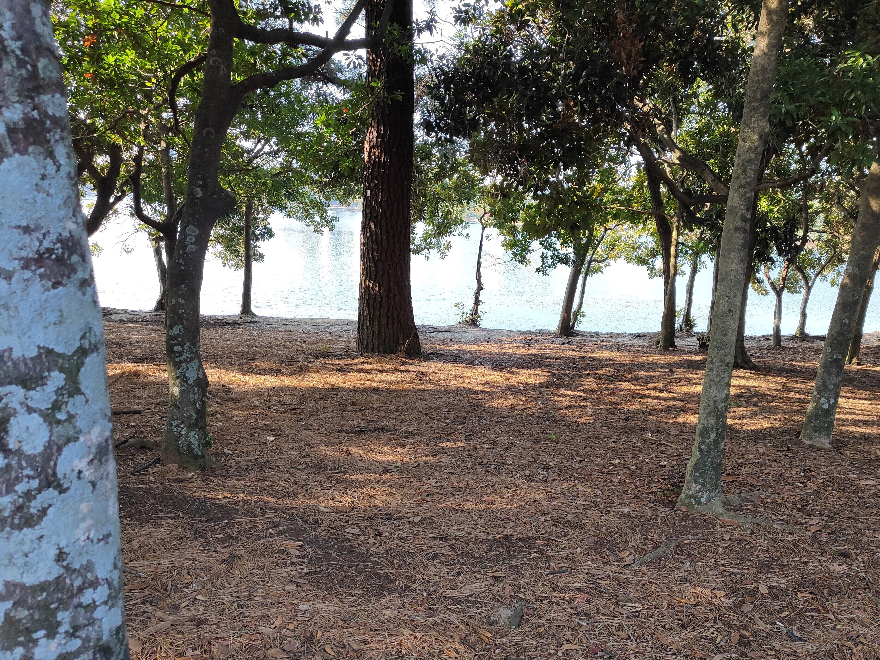 A natural setting with trees and a body of water in the background.