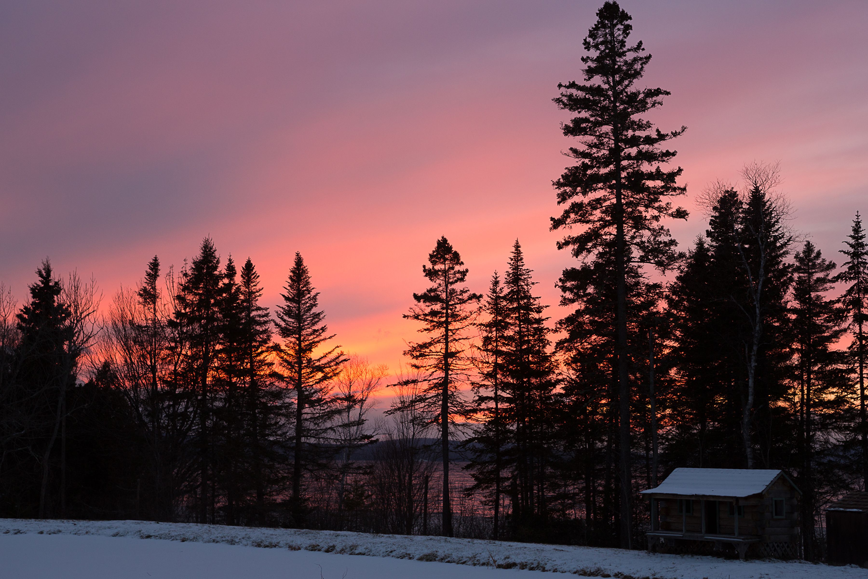 A cabin surrounded by tall pine trees with a sunset in the background.