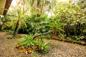 Um jardim interno exuberante com diversas plantas tropicais e um caminho de cascalho.