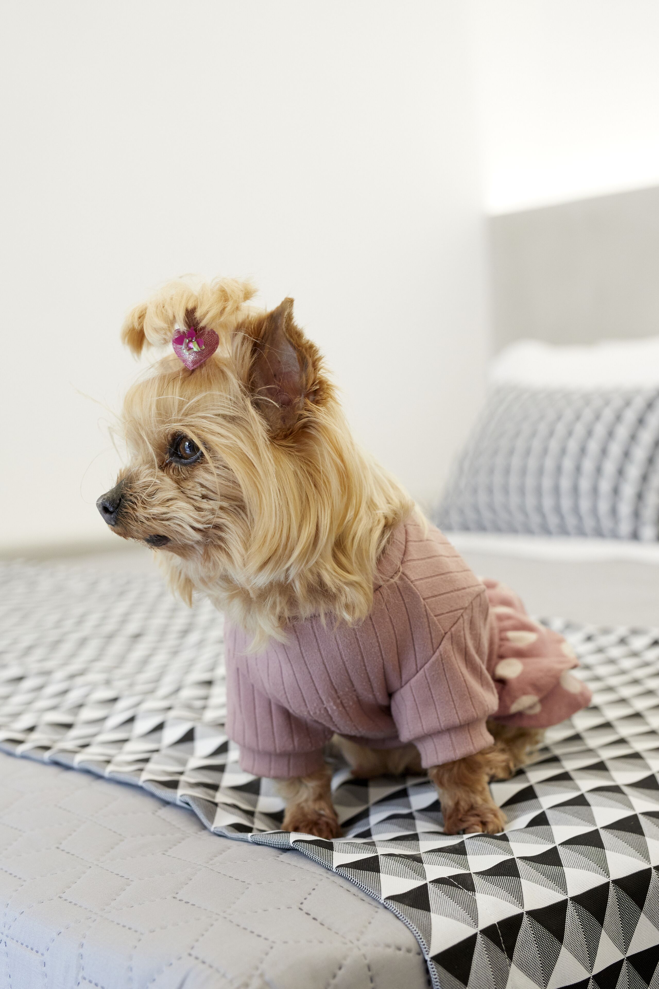 A small dog wearing a pink sweater sitting on a patterned bed.