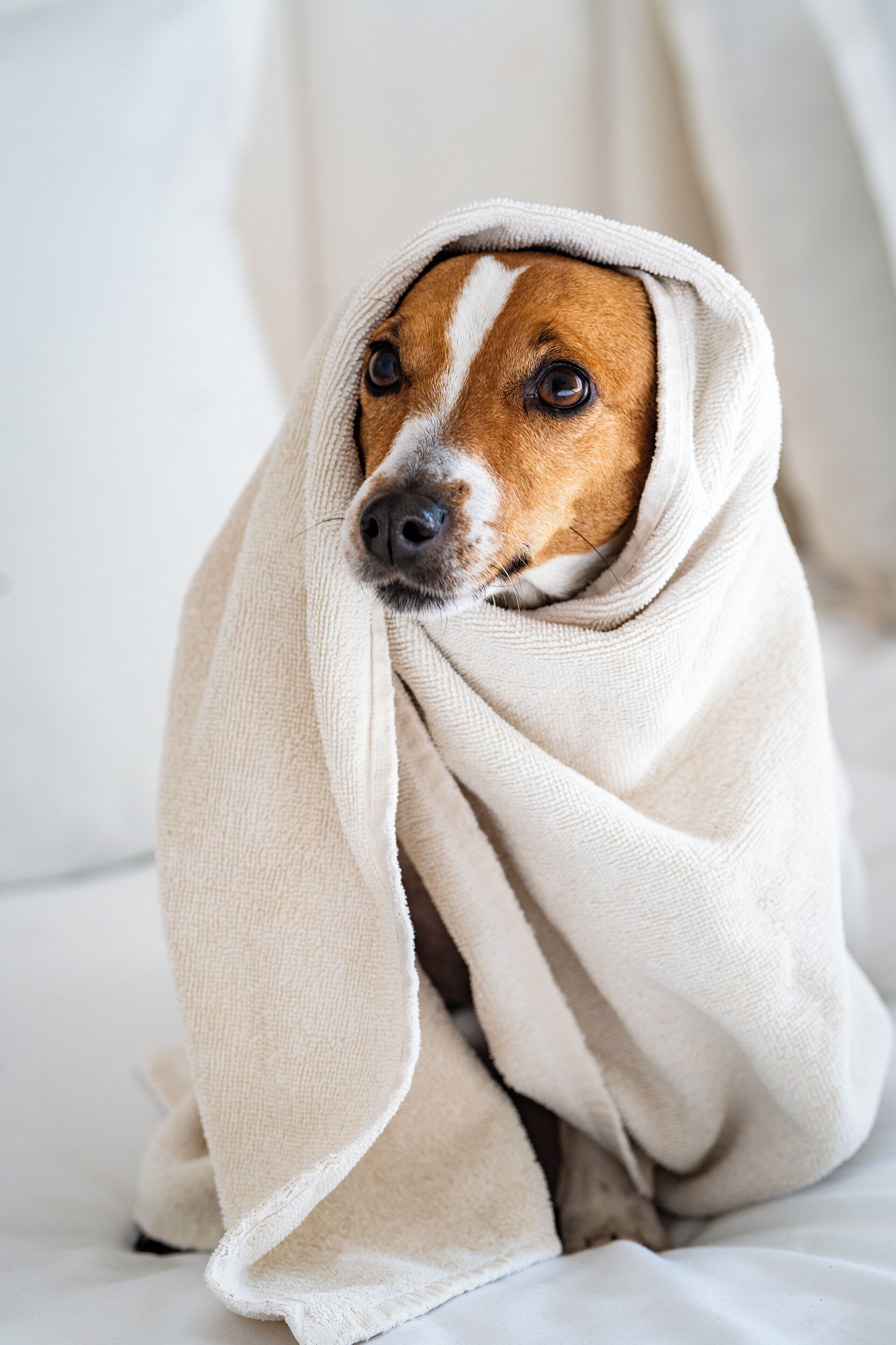 A dog wrapped in a blanket.