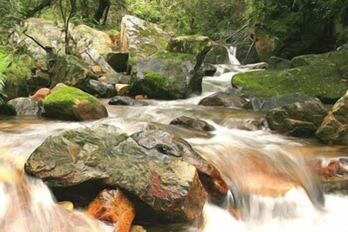 A natural outdoor setting with a flowing stream, rocks, and greenery.