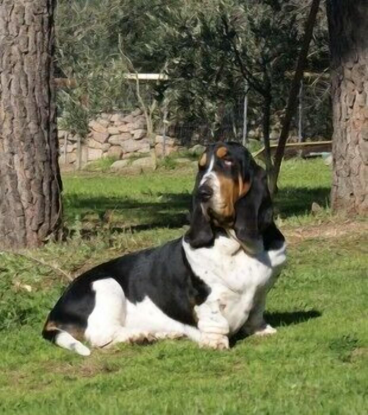 Foto - Agriturismo L'Aglientu B&B