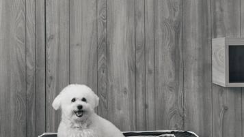 A white dog sitting on a Pullman branded bed in a room with wooden panel walls.