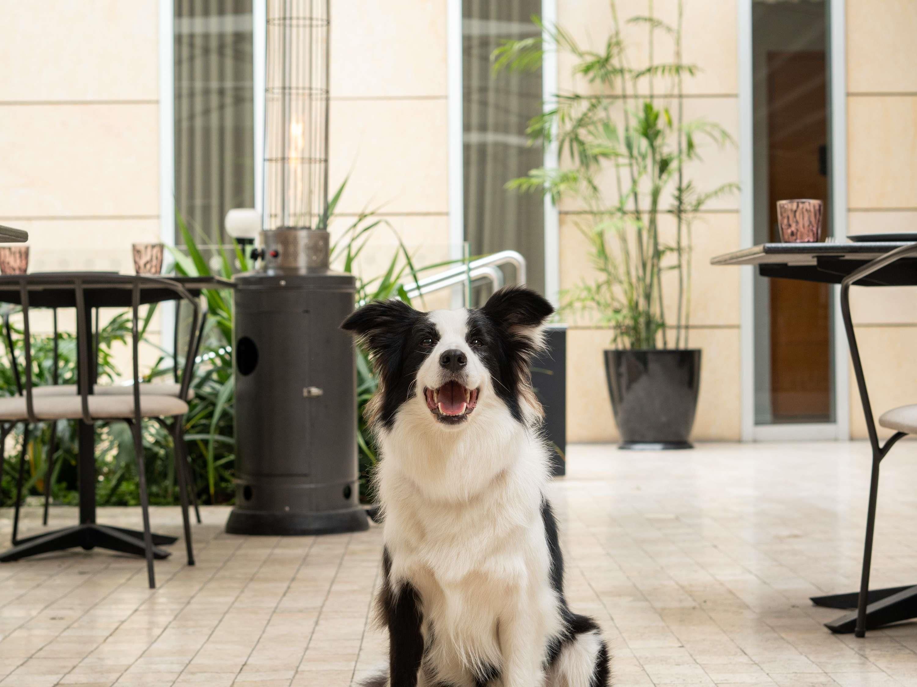 Un chien est assis sur un sol carrelé, avec une table et des chaises en arrière-plan.