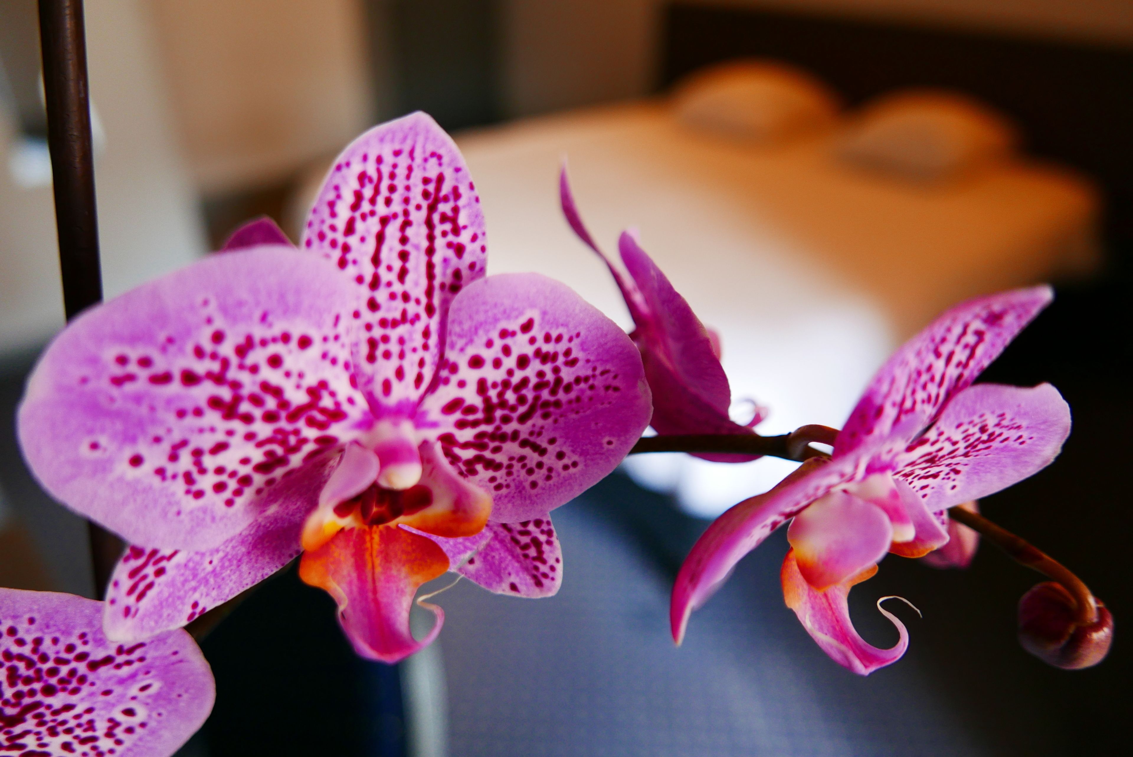 Foto - Hotel de Normandie