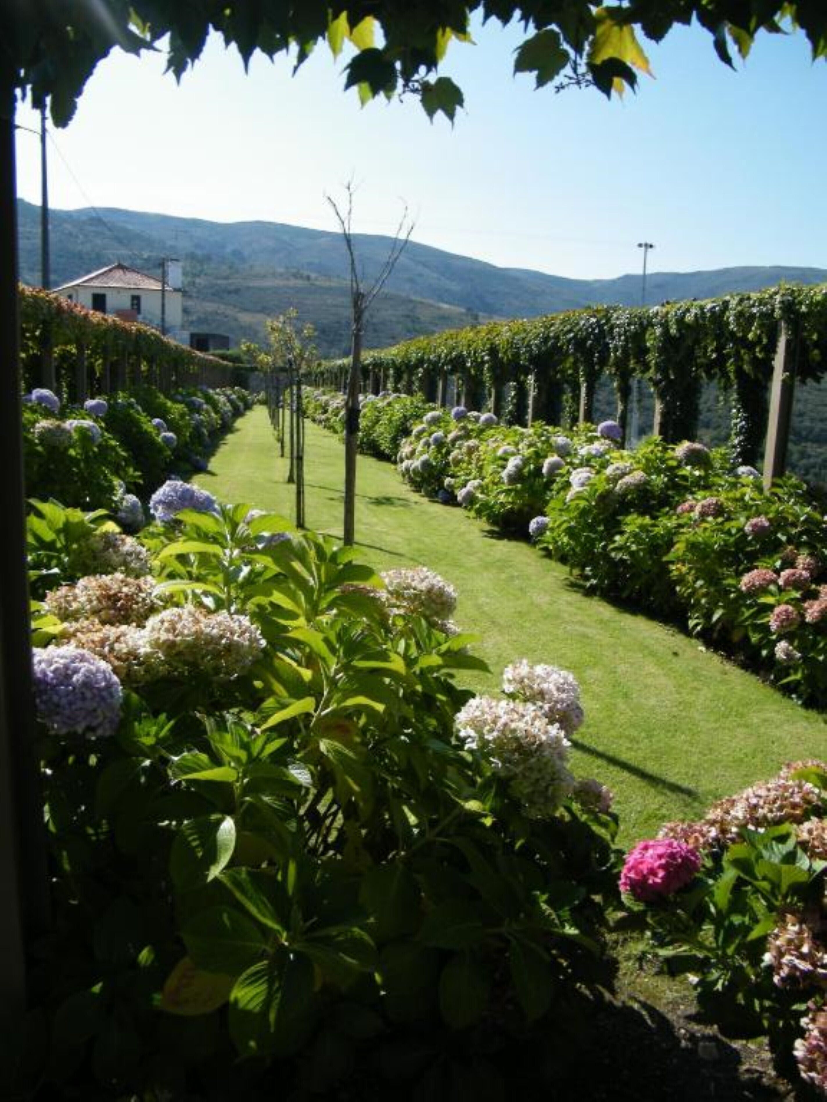 Un jardín con un camino, setos verdes y plantas en flor.