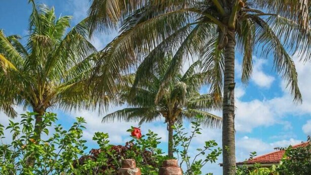 Ein Garten mit zwei Steinfiguren, Palmen und einem Gebäude im Hintergrund.