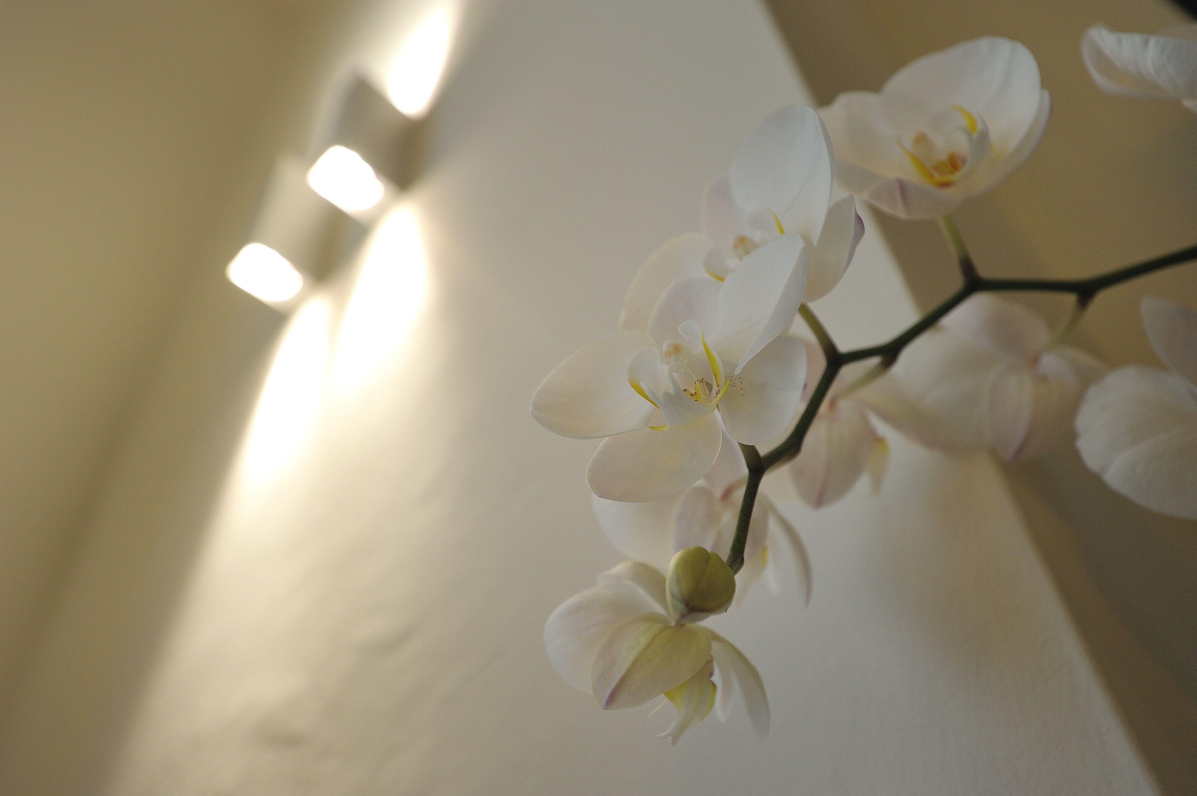 A wall with a branch of white orchids.