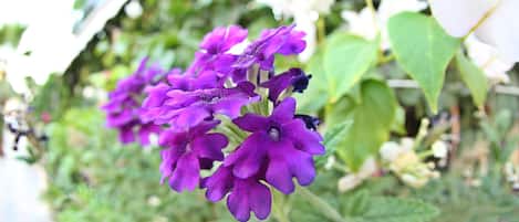 Un grupo de flores moradas con follaje verde de fondo.
