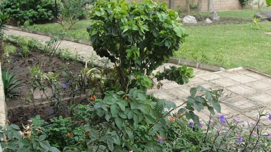 Calabash Green Executive Apartments