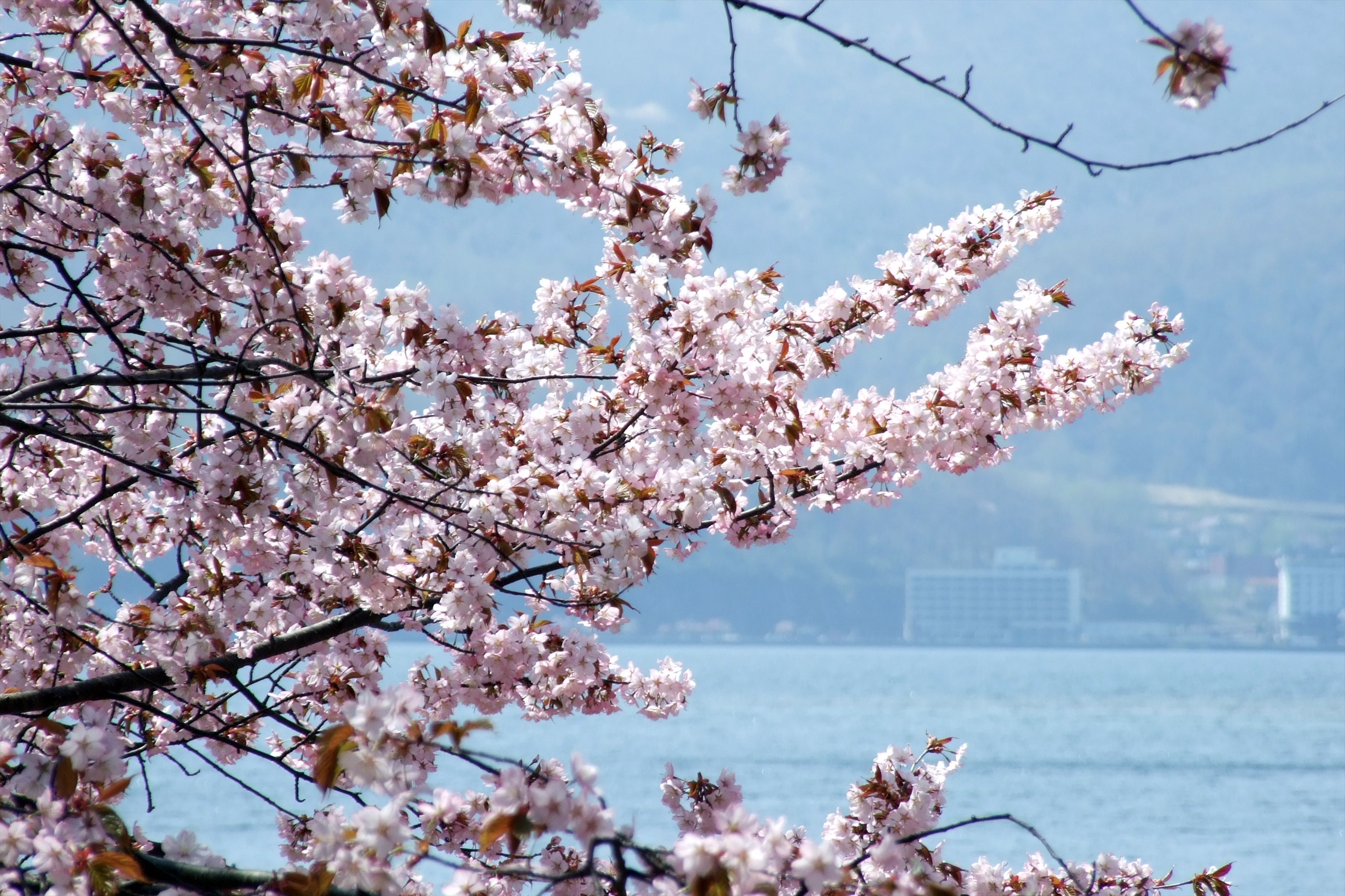 A view of cherry blossoms with a cityscape in the background.