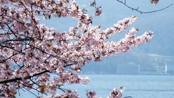 A view of cherry blossoms with a cityscape in the background.