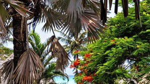 A pathway leading through a lush garden with palm trees and red flowers, surrounded by white buildings with thatched roofs. - Essque Zalu Zanzibar (Nungwi)