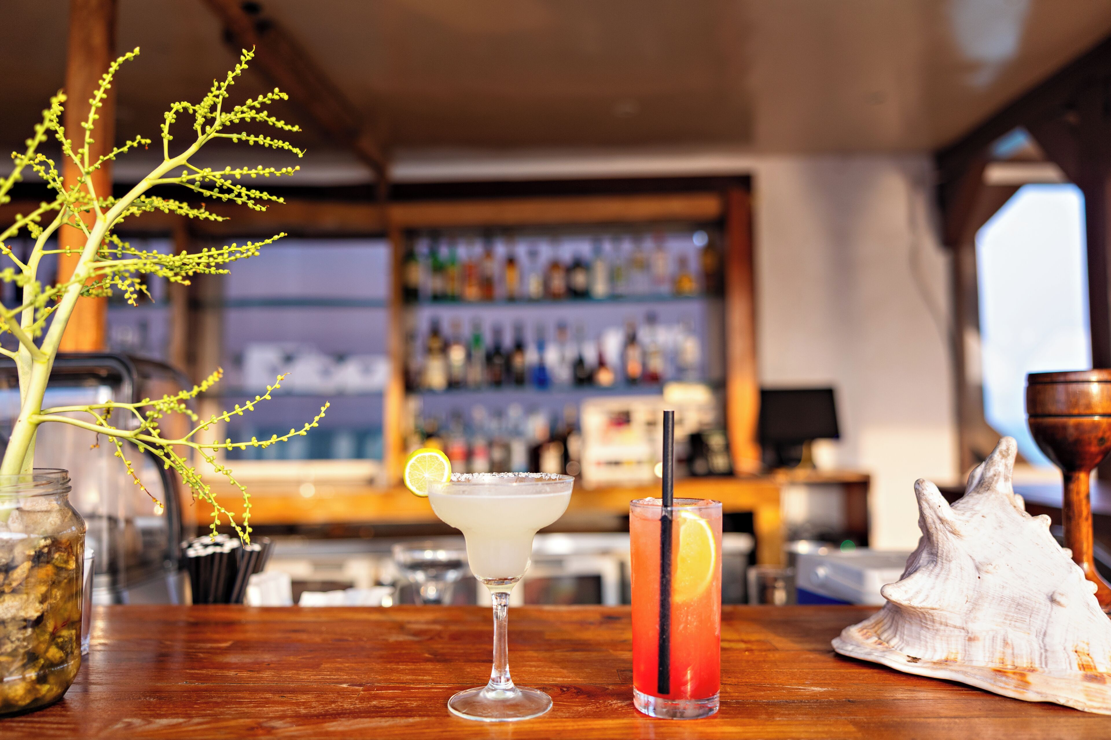 Eine Bar mit einem Getränk, einer Dekoration aus einer Muschel und einer Pflanze.