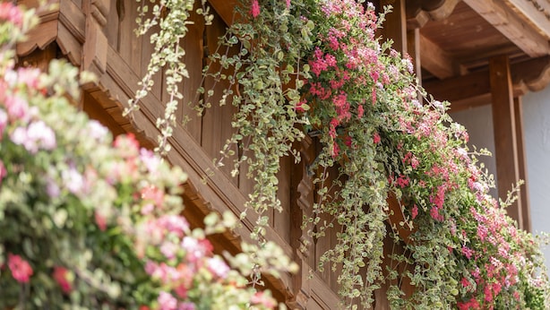 A wooden building with a balcony covered in flowering vines. - Hotel Arnika (Oberammergau)