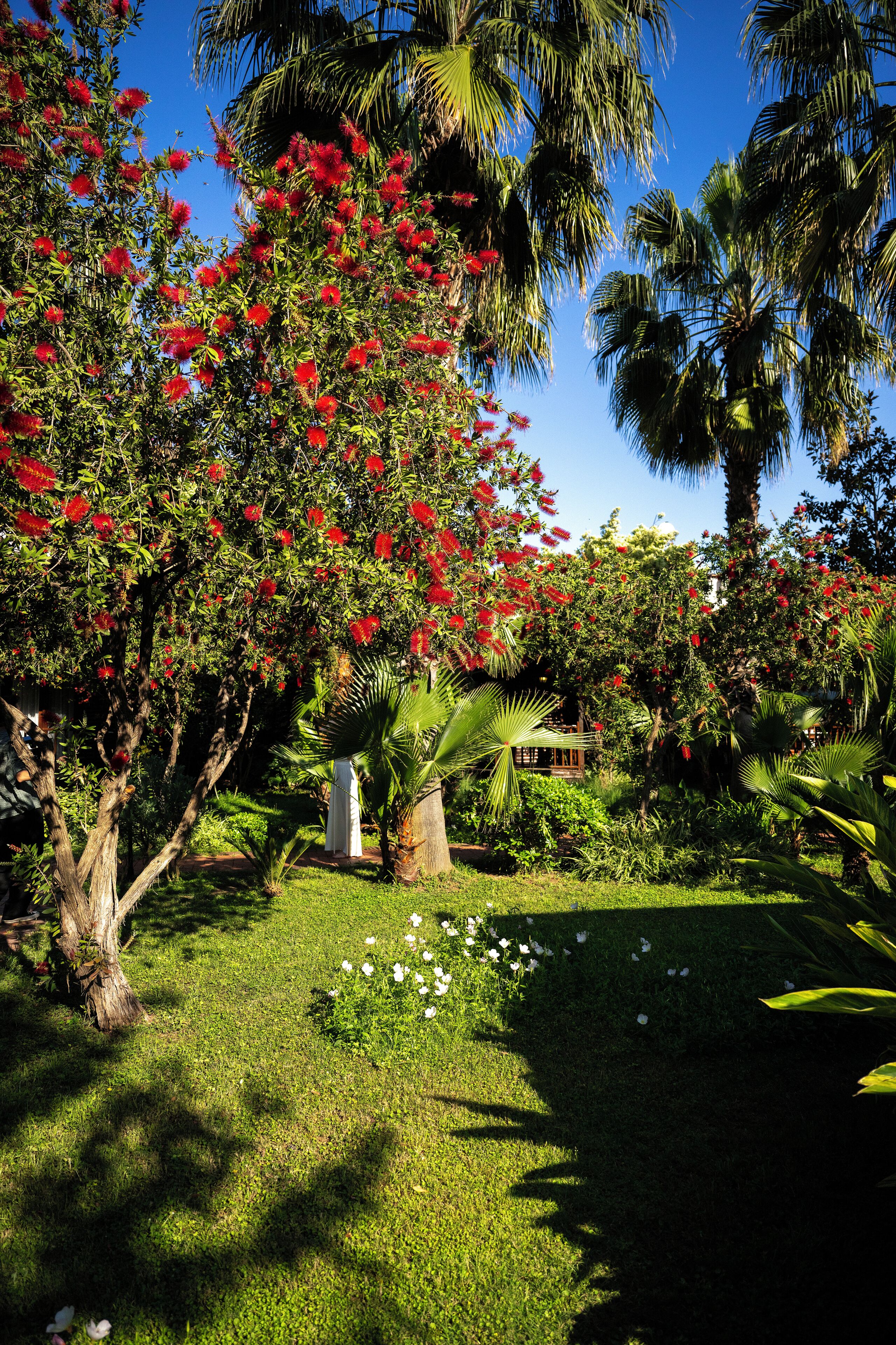 Un exuberante jardín con palmeras, flores rojas y flores blancas.