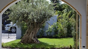 Un árbol en un jardín con un muro blanco y una verja metálica al fondo.