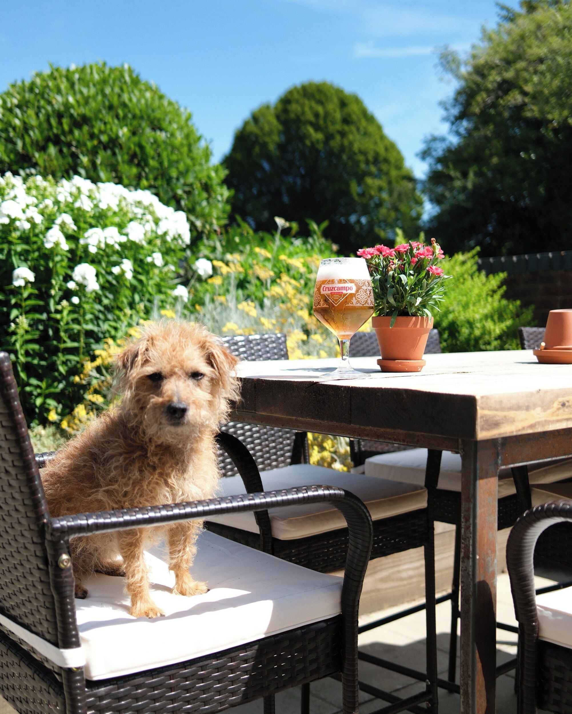 A dog sitting on a chair at an outdoor table with a glass and flowers.