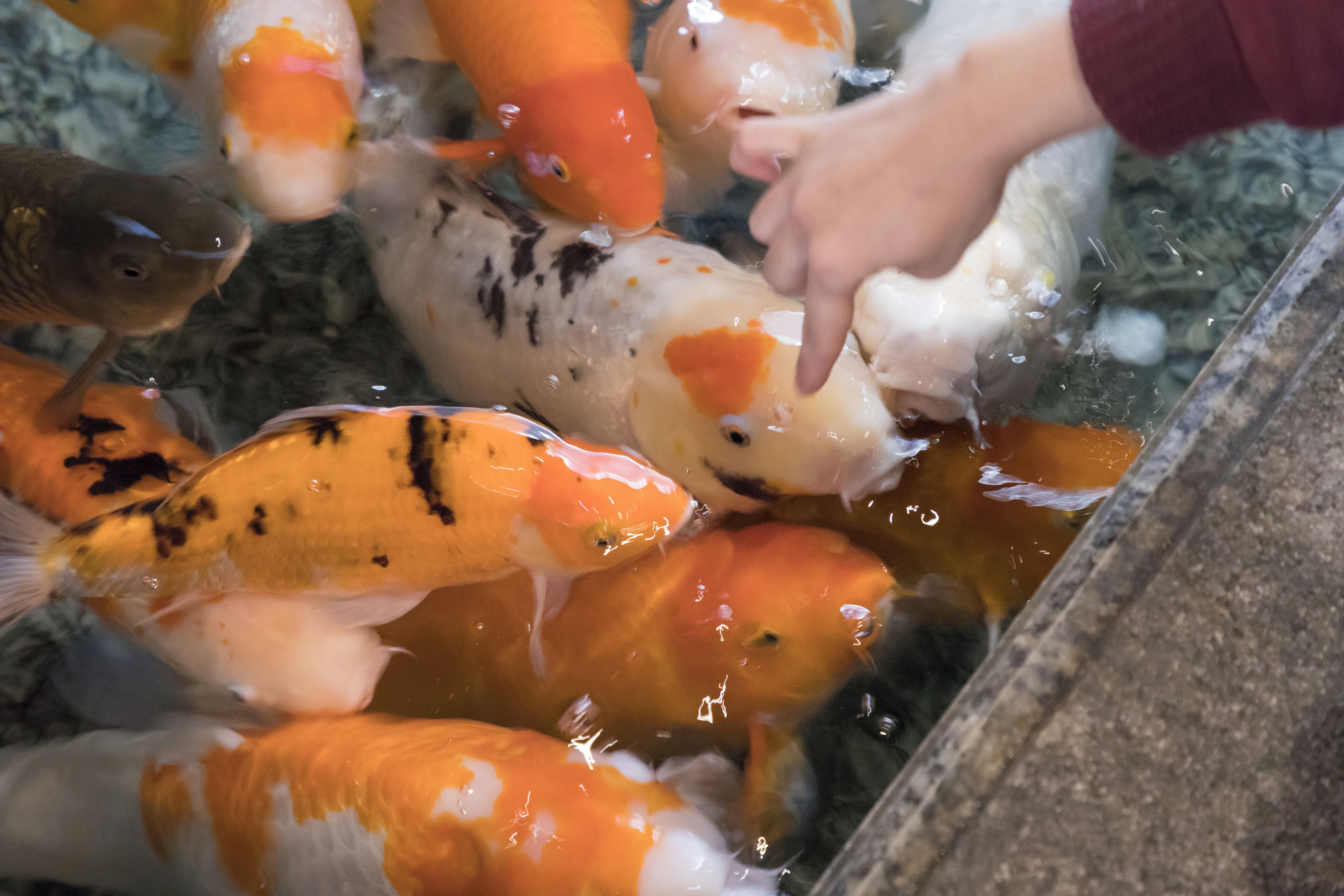 A variety of colorful koi fish in a water feature.