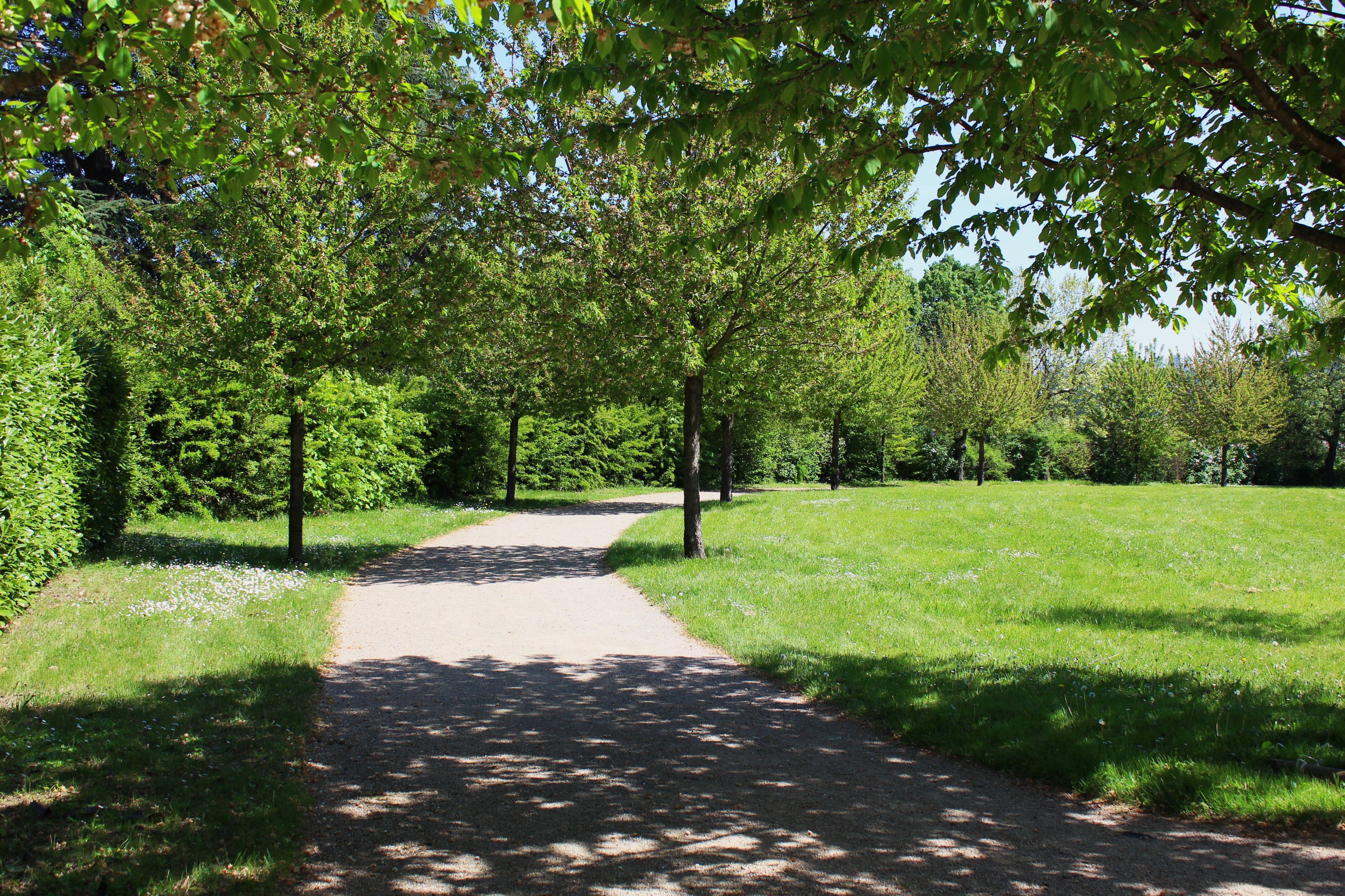 A paved pathway in a park surrounded by trees and grass.