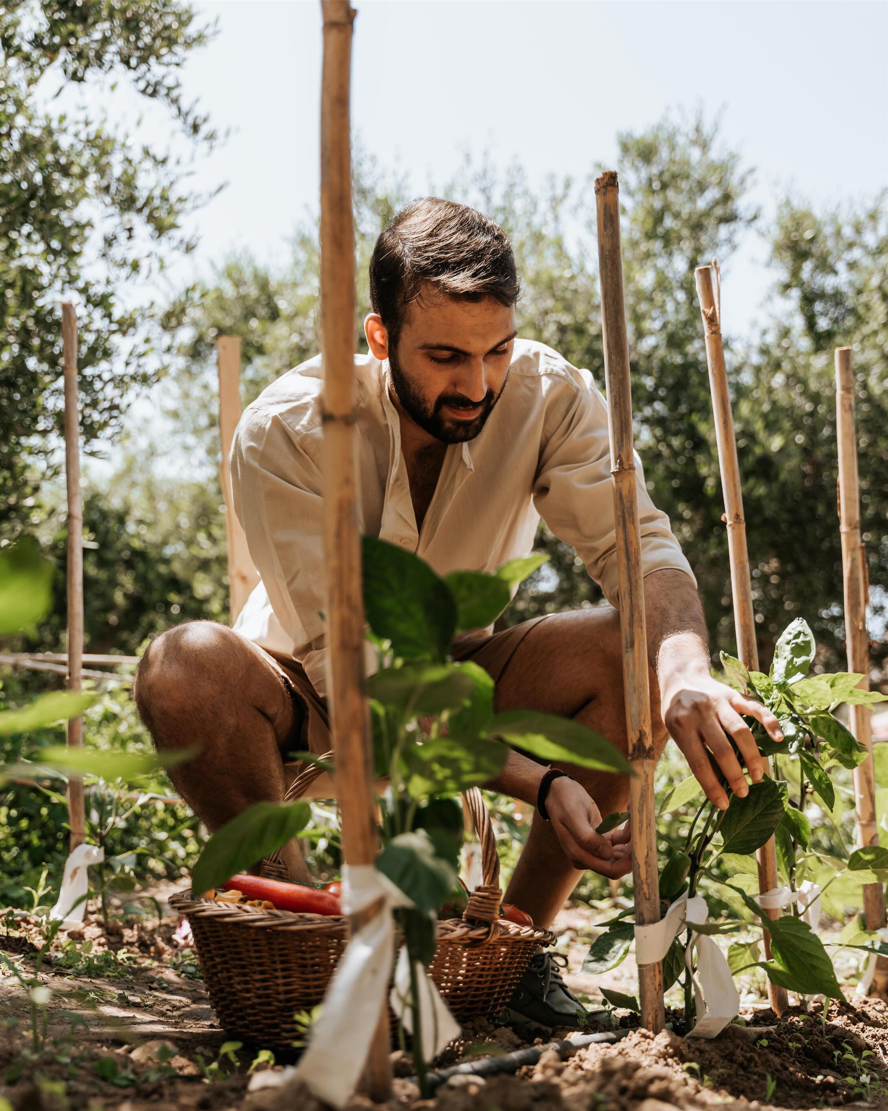A person tending to plants in a garden with wooden stakes and baskets.
