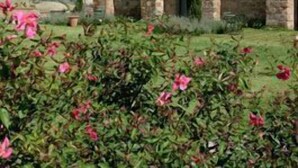 A stone building with arched windows and a garden with pink flowers.