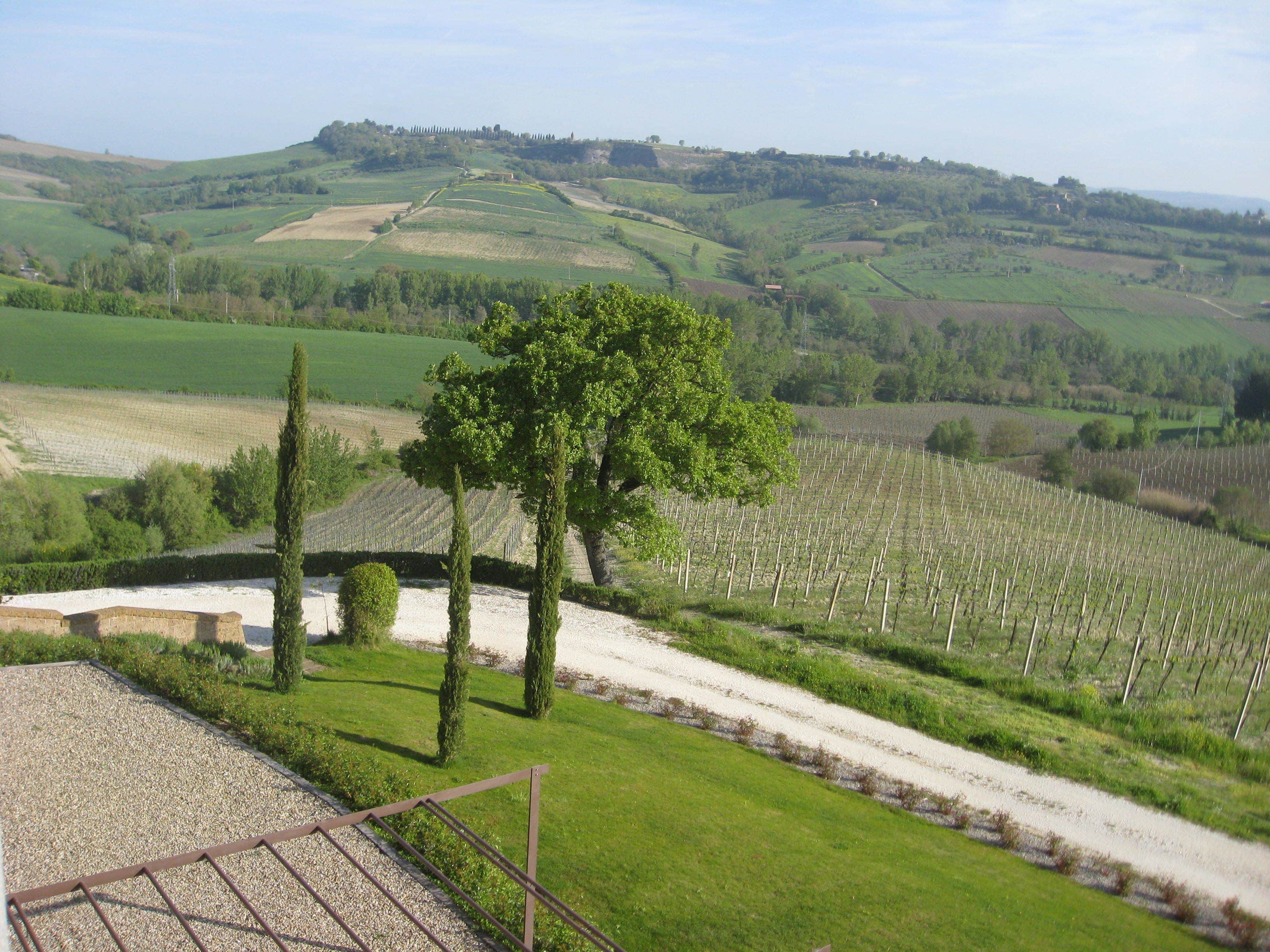 A vineyard with rows of grapevines, a gravel path, and a tree in the foreground.