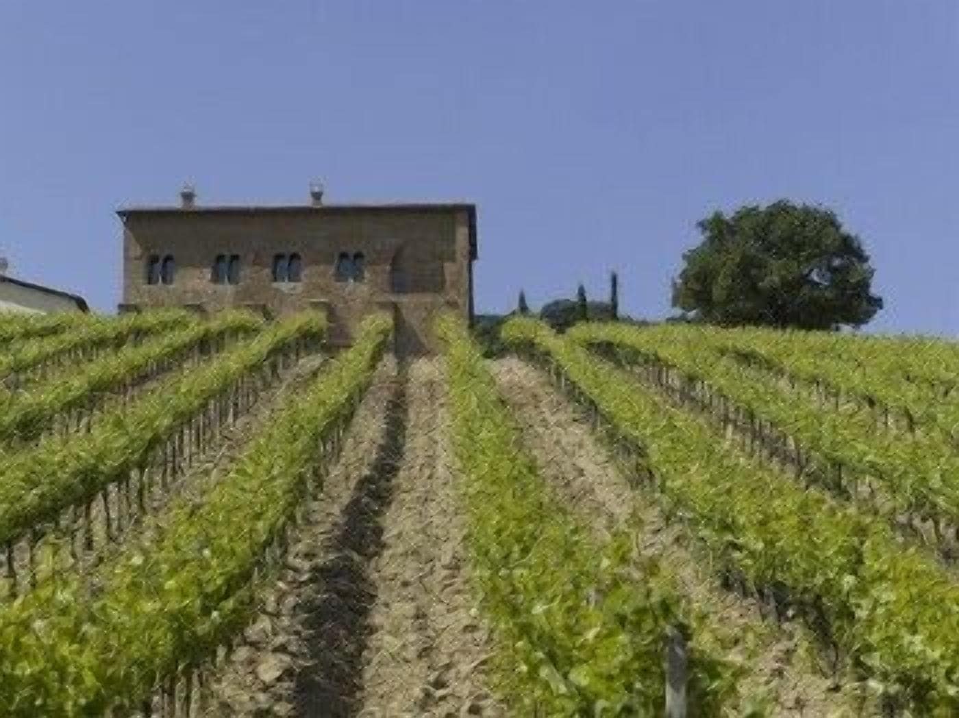 A vineyard with rows of grapevines leading to a stone building.