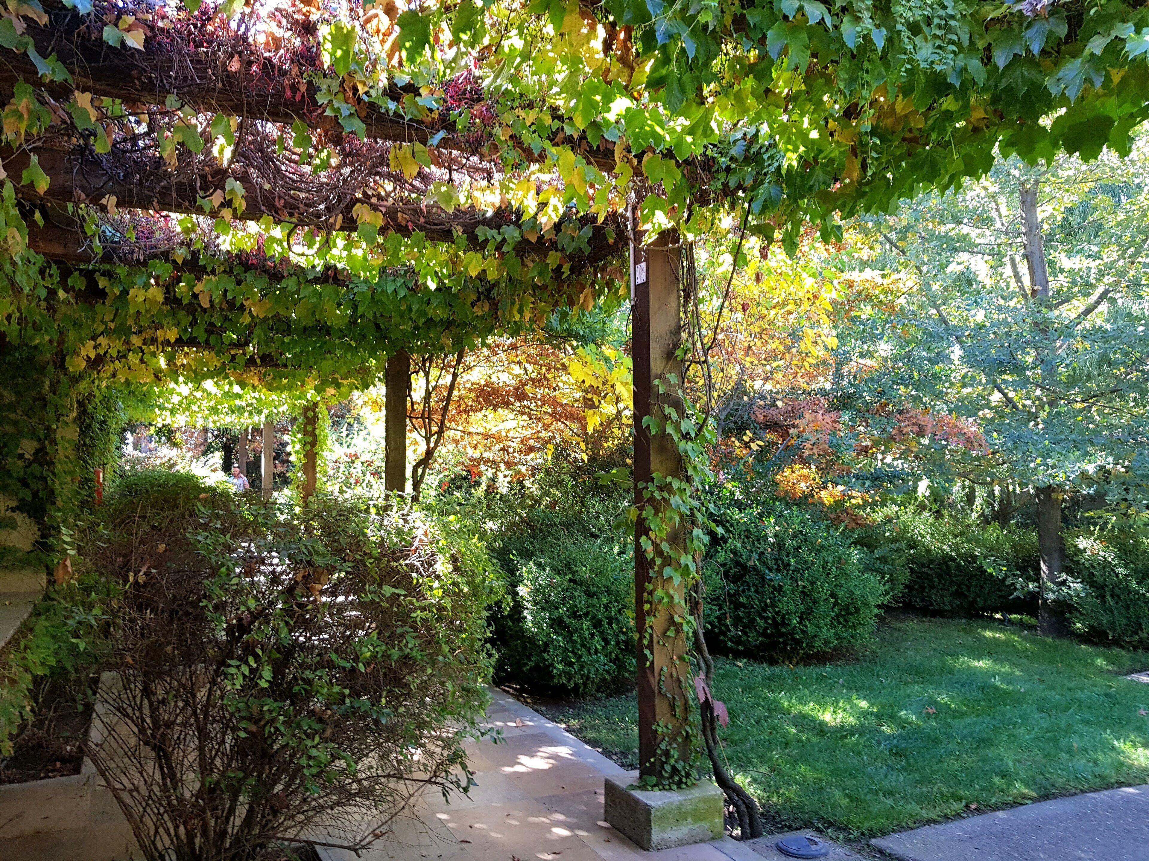 superior room | garden view